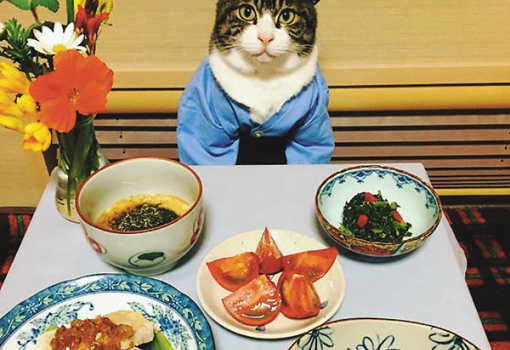 <h1>Mindennap más ruhába öltözik a vacsorához a japán macskaséf, Maro</h1>-