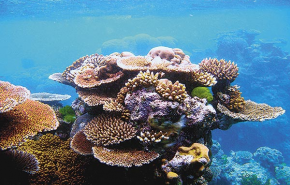 Megállíthatják a pusztulást a korallbölcsődék?