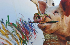 Pigcasso az első állatművész a világon, akinek már kiállítása is nyílt