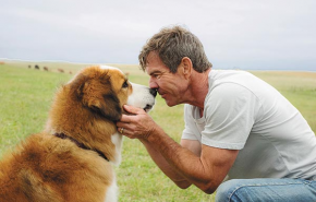 Életmentő kutyaszeretet - Egy kutya négy élete