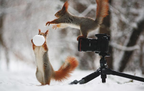 Mi mindenre használhat egy kamerát a mókus?