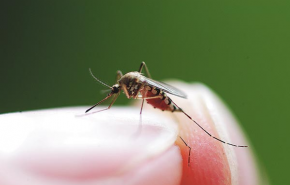 Invázió: éhes szúnyogok rohamára kell számítani
