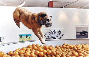 Kutyáknak nyílt interaktív kiállítás Londonban